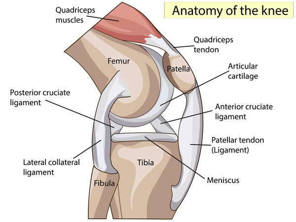 Knee Anatomy