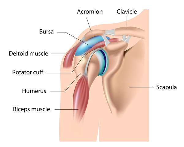 Shoulder Anatomy